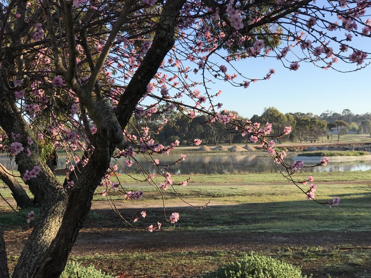 Yellow Gum Bed And Breakfast Katanning Esterno foto